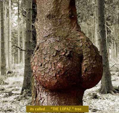 J=lo tree - Lool jlo tree