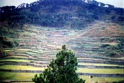 Sagada Mountain Terraces - Sagada&#039;s Mountain Terrace are comparable to that of Banaue.  These terraces are the product of the ingenuity of each Filipino&#039;s ancestors.  It showcases the Filipino culture.