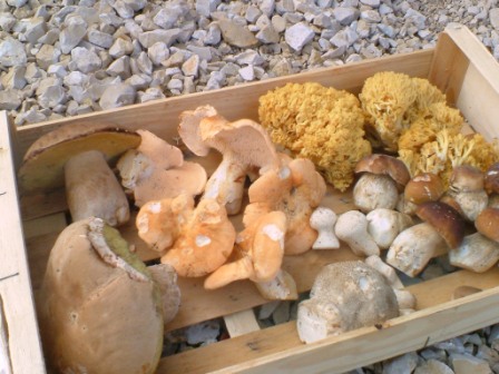 mushroom hunting - basket of mushrooms that i collected in the jura, France http://budget-travel.brilliant4biz.com