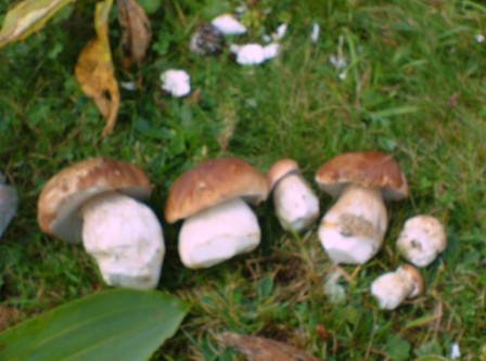 ceps - ceps that i collected in France