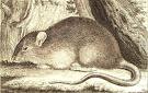 Rats - Rats are bigger than their relatives the mice