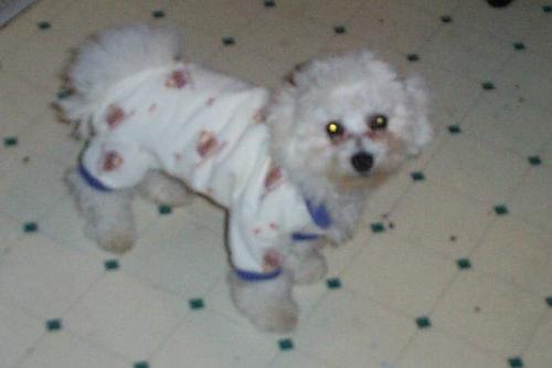 Bichon in Pajamas - Bichon in Pajamas, This is lucy my Bichon in her  P.J's. She hated them . So we just took her picture and then took them off her