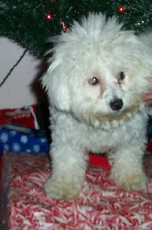 Bichon - Lucy after she was groomed in the summer, Our Bichon