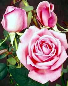 Roses - Pink roses