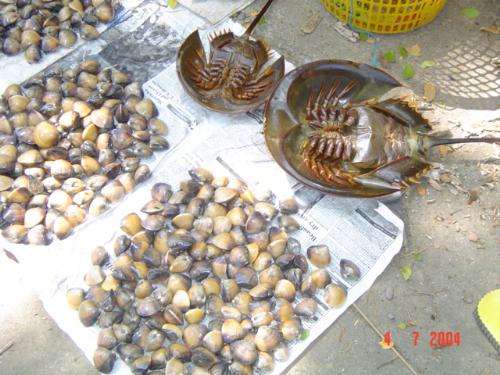 Extinct Sea Creature - Next to the clams are a kind of Sea creature.  It is edible to some people.  I don't really know what is the English name for it.  But this sea creature are always together. The small one is a female while the big one is a male. It is most likely when people catch them, they will be caught in a pair. It is call 'Belangkas' in malay.  Base on this sea creature, the Malay create a proverb 'Macam Belangkas'.. literally means to describe a couple who can never be apart from each other. It is normally cook bbq style just like a lobster.