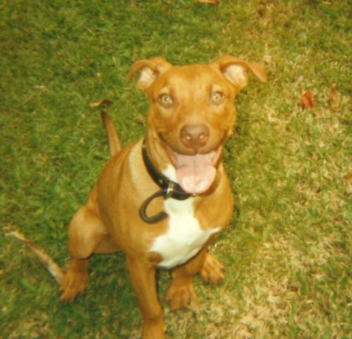This is my  Pit Bull ' Zane ' at 6 months old - This is my baby ' Zane ' at 6 months old... :) .. have a great day ..