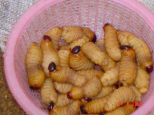Sago Worms - This are picture of Sago worms sold at the weekend market in  Sarawak. It is called Satok Market. This worms are edible. I try the bbq version..its yummy. It cost a mere RM$0.30 a piece. This worms can be found on sago tree branch. I understand that some of the Sarawakian eat them raw. It contain a lot of protein and had been proven scientifically by certain government department of Malaysia.
