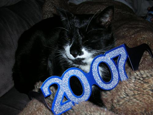 Notso Fluffy's New Years - My cat, Notso Fluffy on New Years eve. He is a party animal.