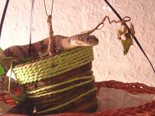 r.i.p. - My sweet snake...she died of cancer. T_T