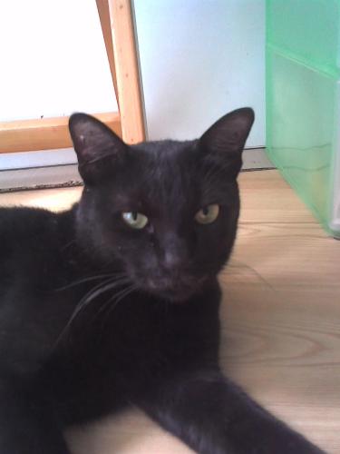 R.I.P. - again - this is my love, sassy! she was brutally killed by a cat hater. not his first victim! i found her i a plastic bag in a drain...she was the most immportant thing in my life! she was very small because she came, like chelsea, from singapore she was ten years old