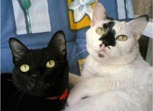 Chelsea & Sassy - The best picture that exists of them! they are looking at a bird...
