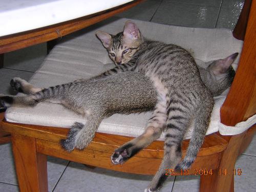 Mimsk & Moritz - 2 of sassys little ones...too bad we had to give them away! sassy had 3 kittens. Max died. He fell of the stairs down on hard floor. r.i.p.