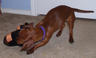 dachshund - This is a photo of a dachshund we are trying to find a home for.