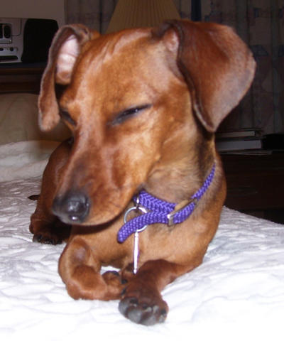 dachshund - This is another photo of Sally.