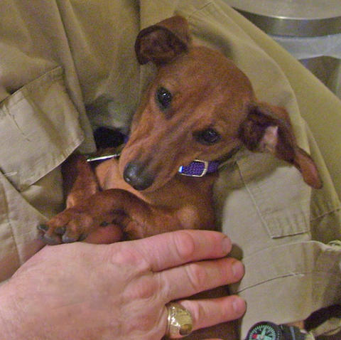 dachshund - This is another phote of Sally.  See how small she is?