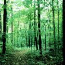 conservation is the key to ecology - forest