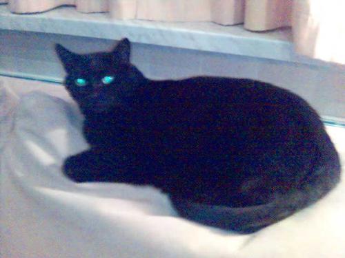 my cat - this is my cat