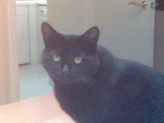 my cat - my cat again