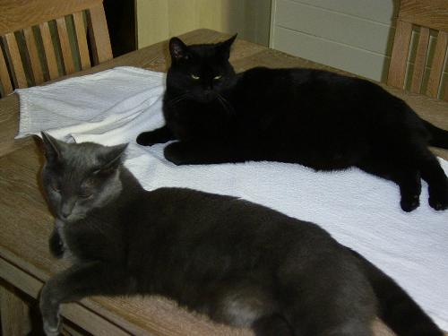 both cats - here's both of em