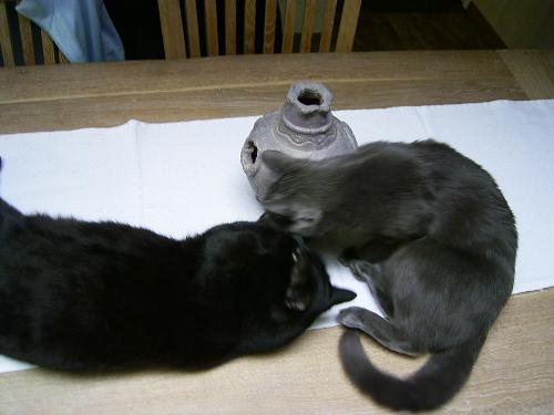 both my cats - here's both