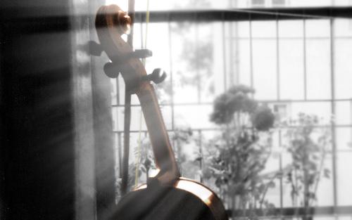 My Violin Back - This is My Violin and This Graphics is made by Me. The photography is also mine.