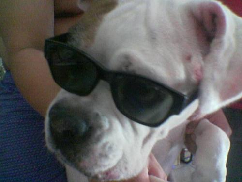 my pet - This is Patricia.  A five-year old female boxer.  Her nickname is spot because she has a brown spot on her left eye though you can't see it because she's wearing her shades.  Spot is perfect as a pet especially for my four kids because she loves to play and stay by their side most of the time.  She goes to bed at around 9pm and wouldn't wake up til it's 6am or 7am.