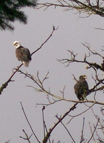eagles in the back yard - they are ther all the time, especialy when it floods and the salmon swim through the yard