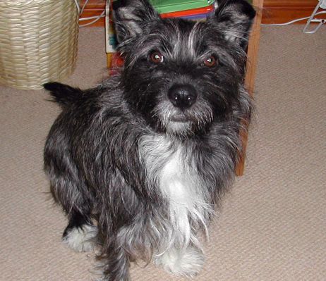 Jacko  - Jacko our pet dog.