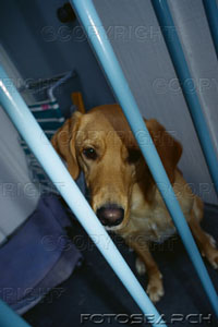 dog behind bars - this dog is behind bars