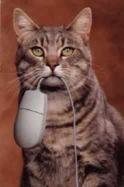 Cat & Mouse - Cat holding a computer mouse in it's mouth!