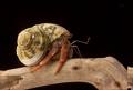 Hermit Crab - Hermit Crab climbing