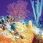 coral - coral reef