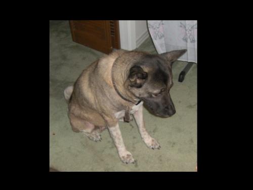 Akitas - This is Shyanne, she is the sweetest girl!
