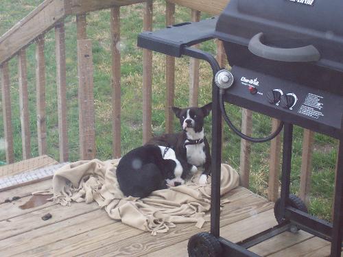 My kiddo's - These are my puppies...Bogey and Boss