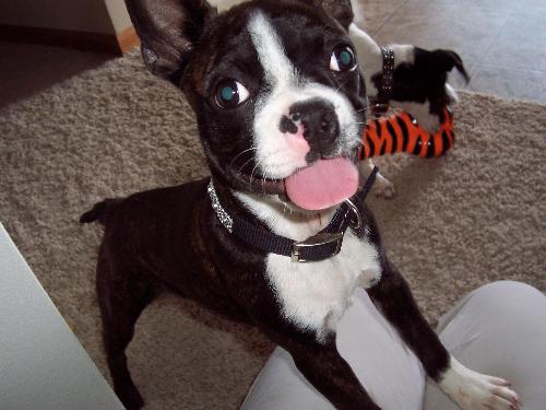 Baby Bogey - This is my first female Boston. She is 15 weeks in this picture. Pretty photogenic eh?