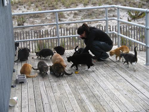 Atlantic City - The boardwalk patrol being fed their breakfast.