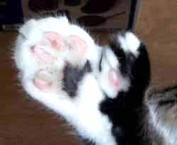 Polydactyl Cat's Foot - This picture shows a mutation that gives the cata an extra digit which they can use as an opposable thumb to pick up small objects.