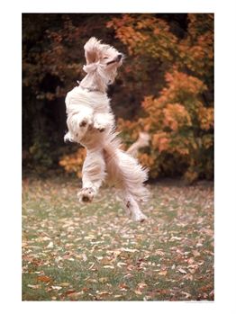 Dog - A dog jumping.