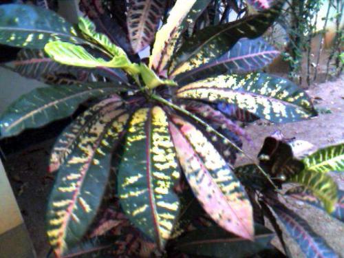 Croton leaf - Croton leaves look really beautiful if you watch them closely.