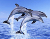 Dolphins - Pic of 3 Dolphins Jumping out of the Water