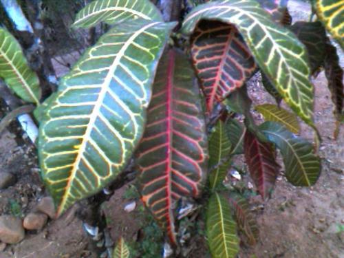 croton leaves - beautiful croton leaves