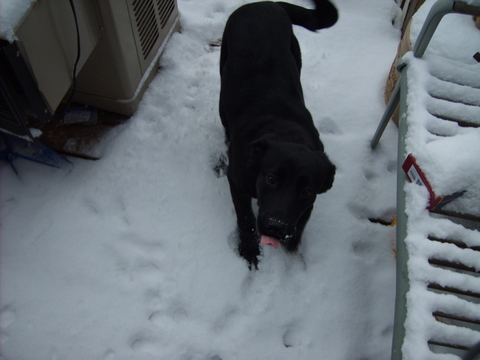 My dog Bear - I know original Name but, he truly acts and looks like a bear!
