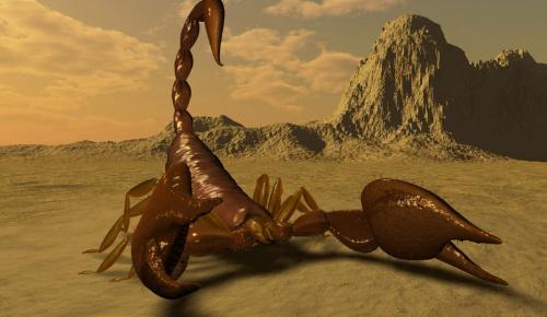 scorpion - i was born november 14 my zodiac is scorpion