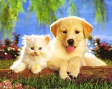 Real pals - If a dog and a cat can get along together, how much more we as human beings should try to do the same, though we may be of different nations, creed, religion, skin colour, personality and philosophies.  May God bind us together in love.