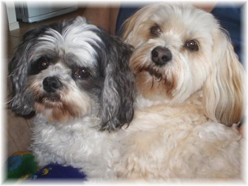 Penny & Poppy - My girls! Penny is a 10 year old Lhasa Apso, Poppy is a 7 year old Shih-Tzu.