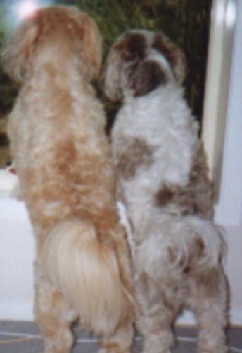 Waiting for Daddy - Penny and Poppy looking out the window, waiting for my hubby to come home!