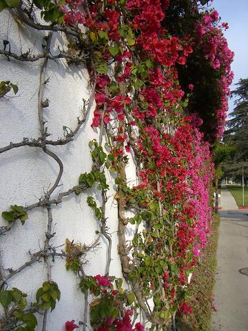 flowers on the wall in los feliz.. - just as i said some flowers on the wall of a house we passed on los feliz..just brilliant colours