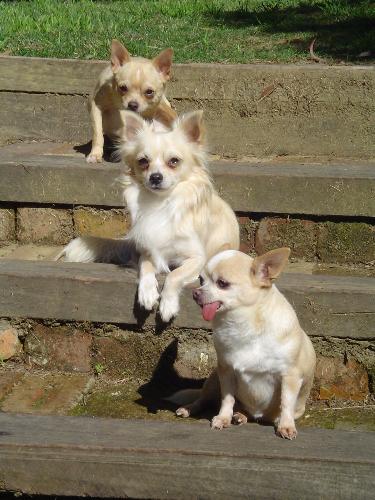 My Three Chihuahua - This photo was taken on the stairs near our front door looking back to the road when we lived in the blue mountains.