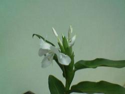 Kalyana sougandhikam - It is a plant belonging to zingiberaceae family and in Malayalam known as Kalyana sougandhikam. The inflorecence if cut and kept in a flower vase having water, for the coming one week 2 to 3 flowers will bloom in every day. It is having an haunting fragrance and will fill the place with it.