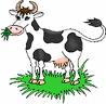 cow - cow&#039;s milk is good for health